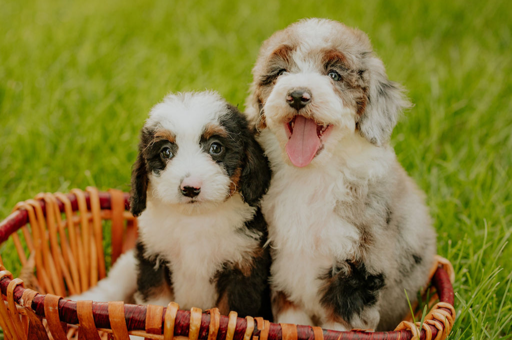 Two F1 Mini Bernedoodle puppies sitting in a wicker basket
