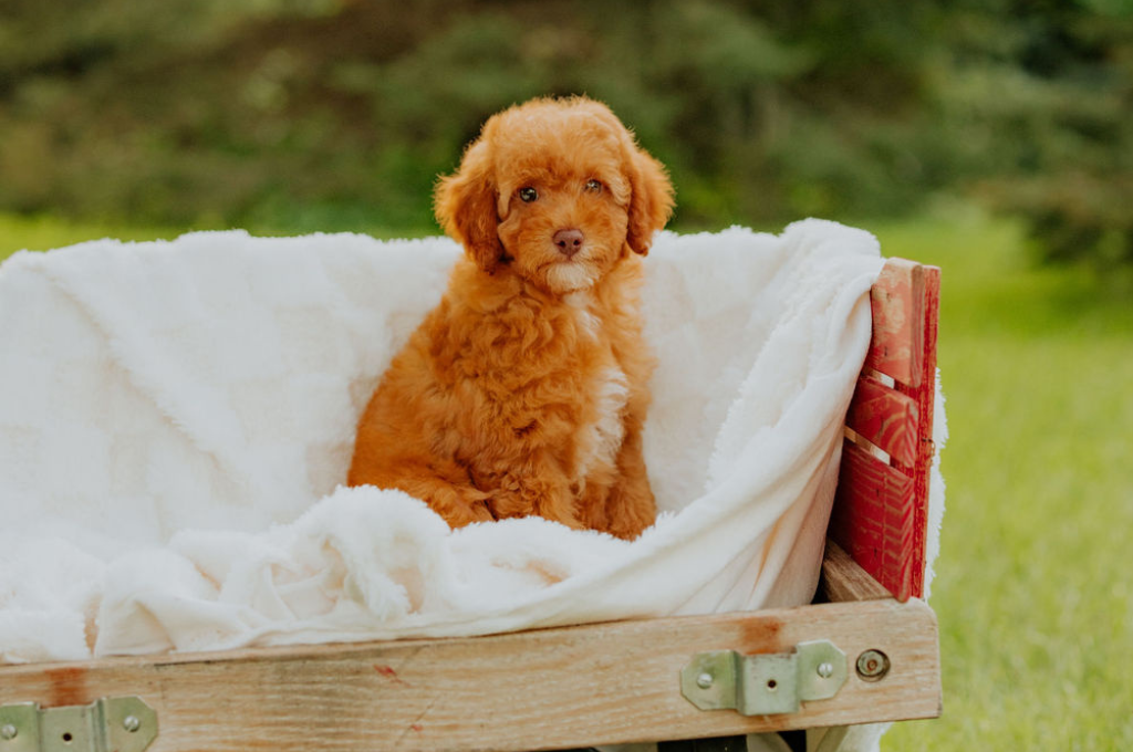F1B Mini Goldendoodle puppy sitting in a small wooden crate