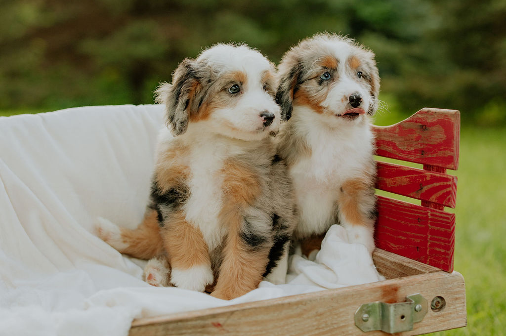 Two F1 Mini Aussiedoodle puppies sitting on a white blanket in a red crate