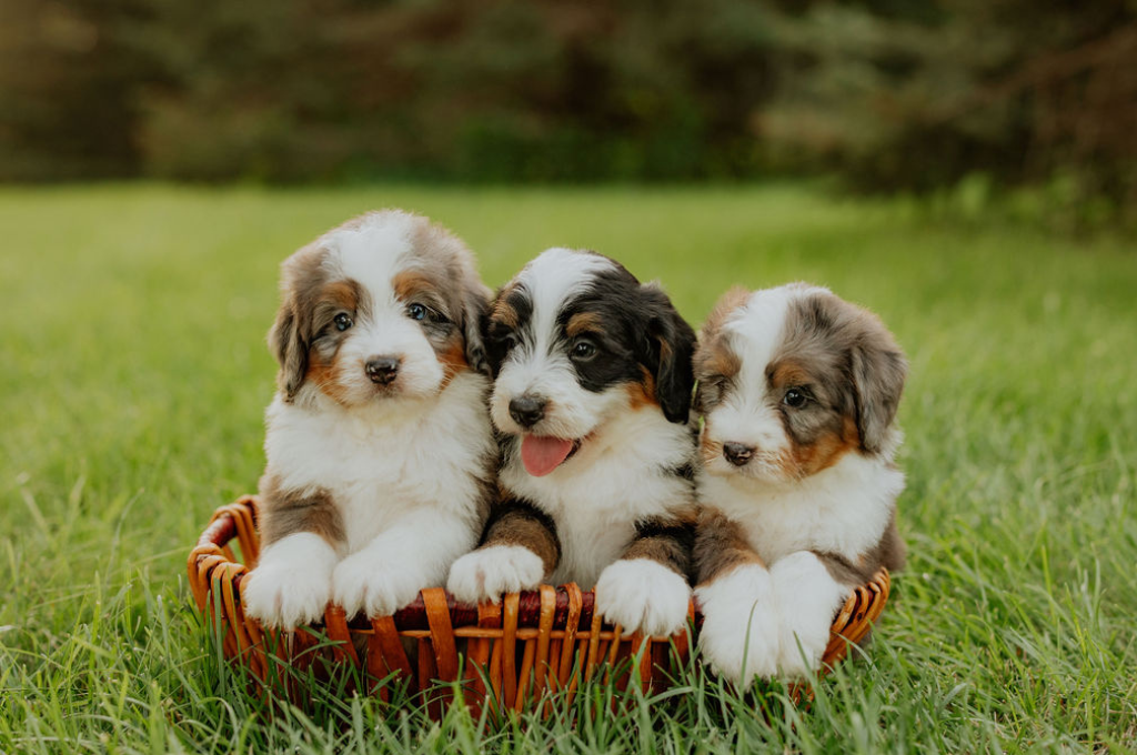 Three F1 Mini Bernedoodle puppies sitting together in a basket