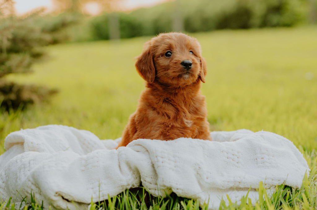 F1 Mini Goldendoodle puppy sitting on white blanket outdoors